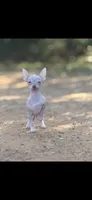 Tiny Hairless chi, a male Chihuahua for sale in Hendrix, OK – Photo 3 of 6