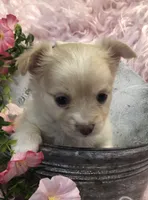 Tiny fluffball jake, a male Chihuahua for sale in Hendrix, OK – 1 of 10