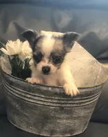 Tiny, tiny, tiny LH, a male Chihuahua for sale in Hendrix, OK – 2 of 7
