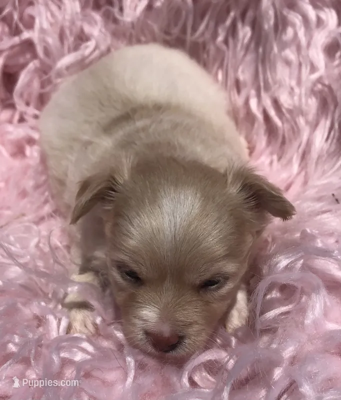 Jake (longhair) – Chihuahua puppy for sale in Hendrix, OK