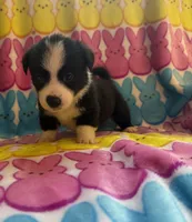 George, a male Pembroke Welsh Corgi for sale in Hendrix, OK – 3 of 5