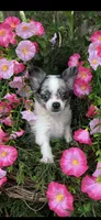 Tiny tiny blue eyes, a male Chihuahua for sale in Hendrix, OK – 4 of 8