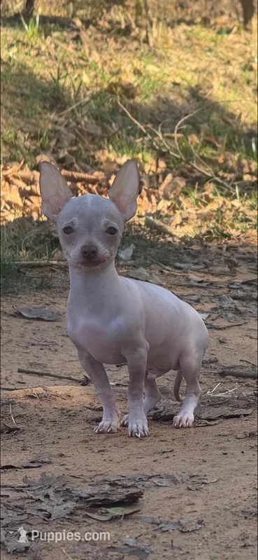 Tiny Yoshi – Chihuahua puppy for sale in Hendrix, OK