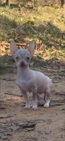 Tiny Yoshi, a male Chihuahua for sale in Hendrix, OK – Photo 1 of 5
