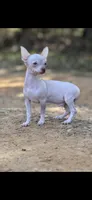 Tiny Yoshi, a male Chihuahua for sale in Hendrix, OK – Photo 2 of 5