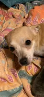Prim Rose, a female Chihuahua for sale in Hendrix, OK – 4 of 6