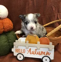 Tiny (LH) Iris, a female Chihuahua for sale in Hendrix, OK – 3 of 10