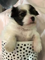 Jed, a male Chihuahua for sale in Hendrix, OK – 2 of 5