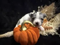 Kane (blue Merle) (LH), a male Chihuahua for sale in Hendrix, OK – 2 of 5
