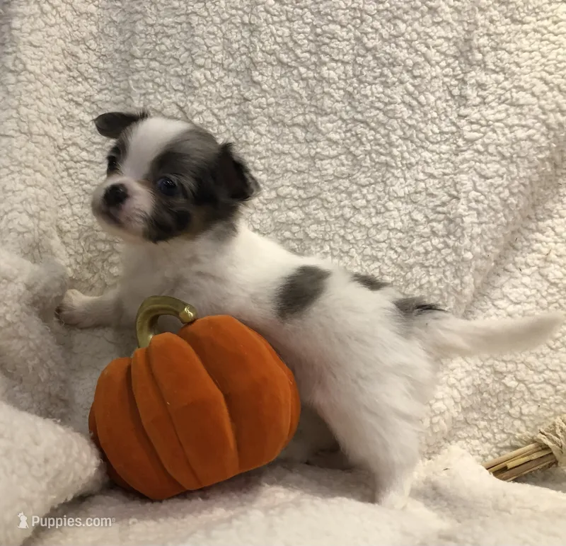 Super tiny LH sky with one blu eye – Chihuahua puppy for sale in Hendrix, OK