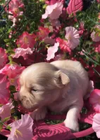 Jake (longhair), a male Chihuahua for sale in Hendrix, OK – 6 of 8