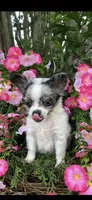 Tiny tiny blue eyes, a male Chihuahua for sale in Hendrix, OK – 2 of 8