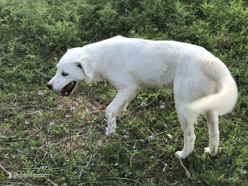 Sister – Anatolian Shepherd Dog, Great Pyrenees puppy for sale in Hendrix, OK
