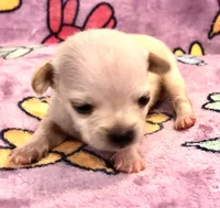 Gabe (runt), a male Chihuahua for sale in Denison, TX – 3 of 5