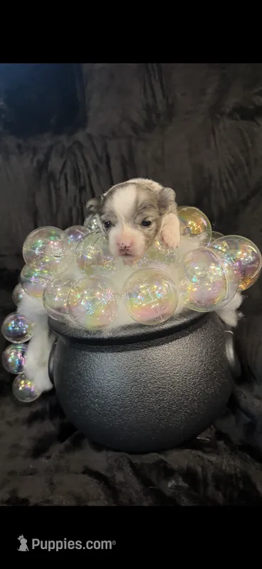 Iris – Chihuahua puppy for sale in Hendrix, OK