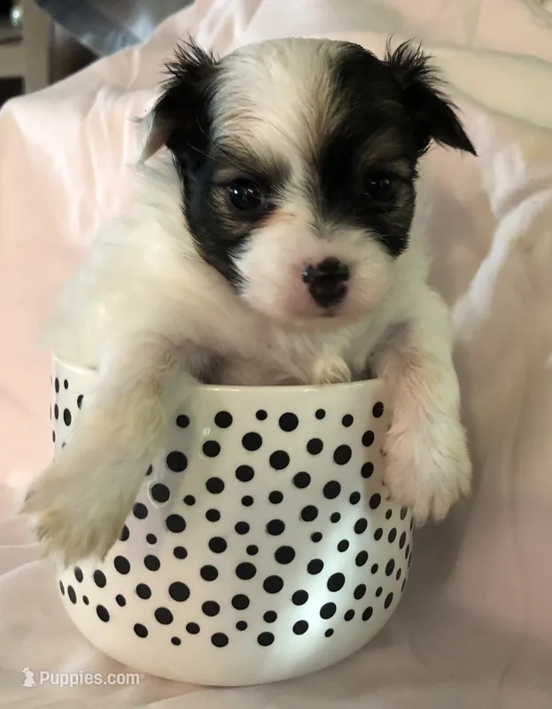 Jed (longhair) – Chihuahua puppy for sale in Hendrix, OK
