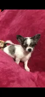 Tiny tiny blue eyes, a male Chihuahua for sale in Hendrix, OK – 8 of 8