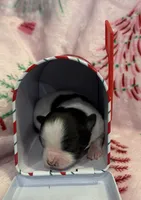 Tiny Kale, a male Chihuahua for sale in Hendrix, OK – 3 of 6