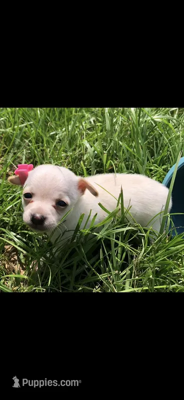 Tiny little SH – Chihuahua puppy for sale in Hendrix, OK