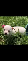 Tiny little SH, a female Chihuahua for sale in Hendrix, OK – Photo 1 of 2
