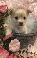 Tiny fluffball jake, a male Chihuahua for sale in Hendrix, OK – 5 of 10
