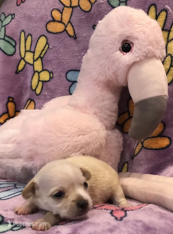 Jackie (long hair) – Chihuahua puppy for sale in Denison, TX