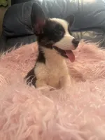 Tiny Morgan, a female Pembroke Welsh Corgi for sale in Hendrix, OK – 4 of 9