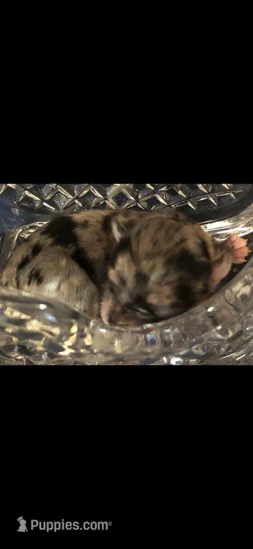 Tiny Tiny LH blue Merle F – Chihuahua puppy for sale in Hendrix, OK
