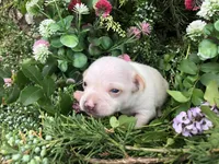 Tiny Prince SH, a male Chihuahua for sale in Hendrix, OK – Photo 2 of 2