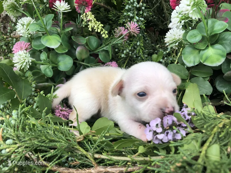 Tiny Prince SH – Chihuahua puppy for sale in Hendrix, OK