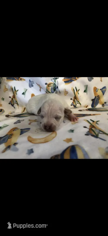 Tiny white f – Chihuahua puppy for sale in Hendrix, OK