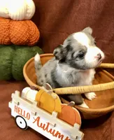 Tiny (LH) Iris, a female Chihuahua for sale in Hendrix, OK – 2 of 10