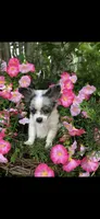Tiny tiny blue eyes, a male Chihuahua for sale in Hendrix, OK – 4 of 9