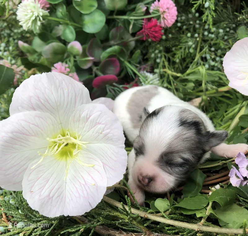 Tiny, tiny, tiny LH – Chihuahua puppy for sale in Hendrix, OK
