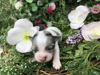 Tiny, tiny, tiny LH, a male Chihuahua for sale in Hendrix, OK – Photo 4 of 4