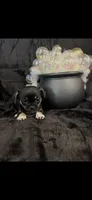 Unique lil shadow, a female Chihuahua and Pekingese for sale in Hendrix, OK – 9 of 9