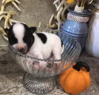 Gabe, a male Chihuahua for sale in Hendrix, OK – 4 of 4