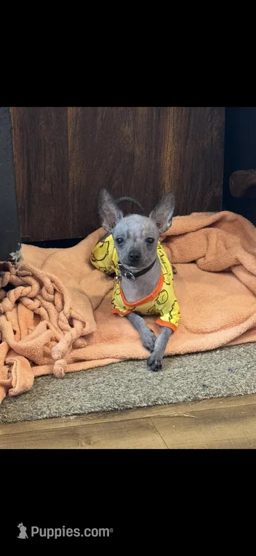 Stitch – Chihuahua puppy for sale in Hendrix, OK