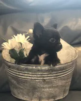 Tiny, tiny, tiny shadow (LH), a male Chihuahua for sale in Hendrix, OK – 5 of 10