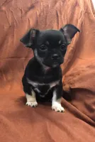 Unique lil shadow, a female Chihuahua and Pekingese for sale in Hendrix, OK – 2 of 9