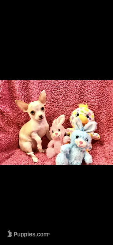 Rare golden merle!!!, a male Chihuahua for sale in Denison, TX – Photo 1 of 6