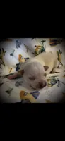 Tiny white m, a male Chihuahua for sale in Hendrix, OK – Photo 2 of 3