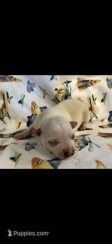 Tiny white m – Chihuahua puppy for sale in Hendrix, OK