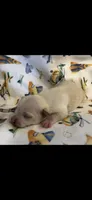 Tiny white m, a male Chihuahua for sale in Hendrix, OK – Photo 3 of 3