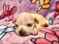Jackie (long hair), a female Chihuahua for sale in Denison, TX – 2 of 5