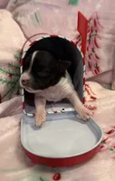 Tiny Lyra, a female Chihuahua for sale in Hendrix, OK – 4 of 6