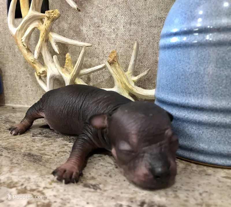 Giovani  – Chihuahua, Pekingese puppy for sale in Hendrix, OK