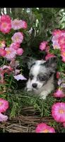Tiny tiny blue eyes, a male Chihuahua for sale in Hendrix, OK – 3 of 8