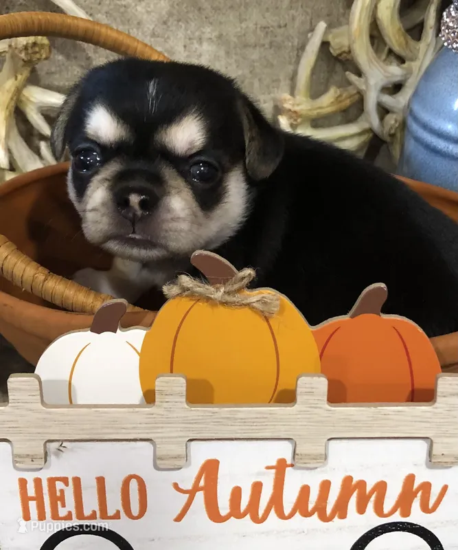 Reba – Chihuahua, Pekingese puppy for sale in Hendrix, OK