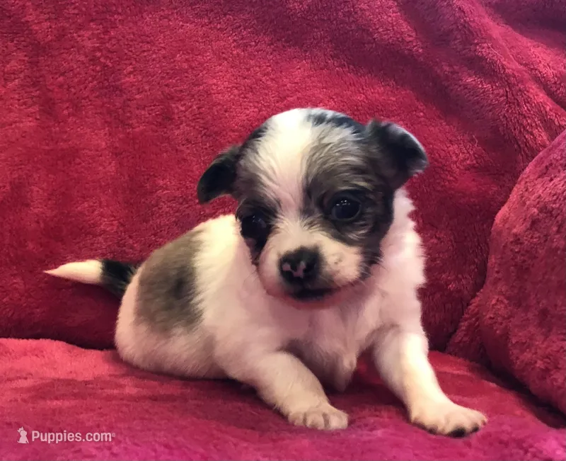 Tiny,tiny,tiny LH – Chihuahua puppy for sale in Hendrix, OK